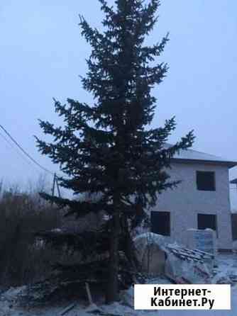Ель Одинцово