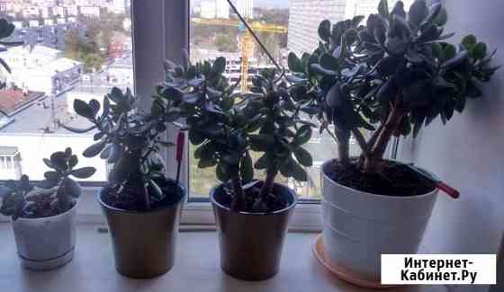 Денежные деревья (Красула или Толстянка) Ростов-на-Дону