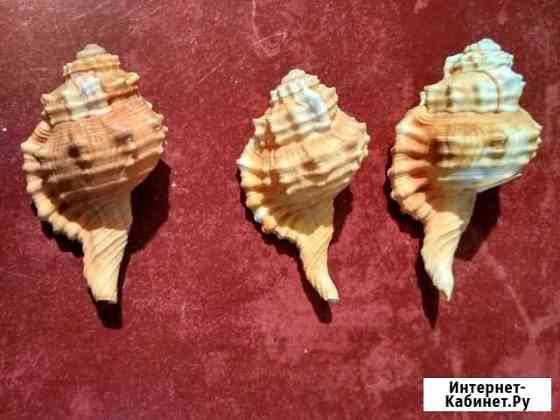 Ракушки Махачкала