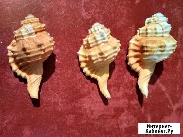 Ракушки Махачкала - изображение 1
