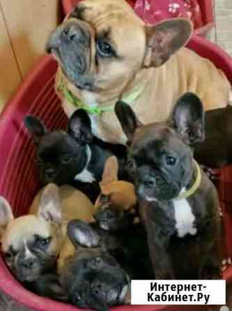 Французский бульдог Москва