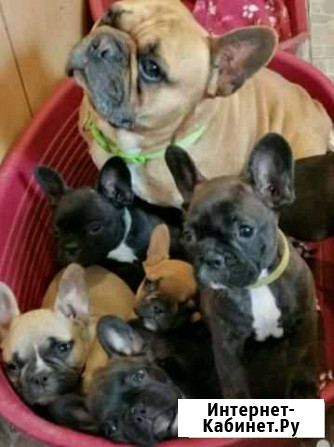 Французский бульдог Москва - изображение 1