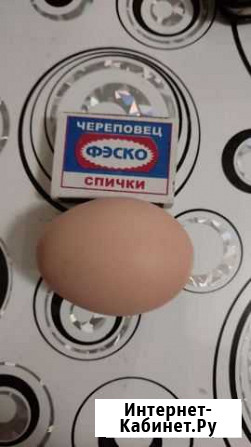 Домашние куриные яйца Славгород - изображение 1