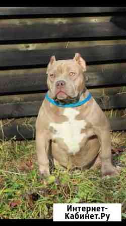 Американский Булли девочка Москва
