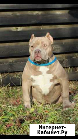Американский Булли девочка Москва - изображение 1