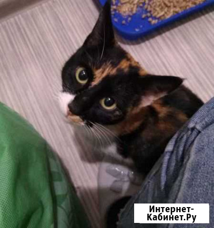 Ласковая мурчалка ищет дом Ростов-на-Дону - изображение 1