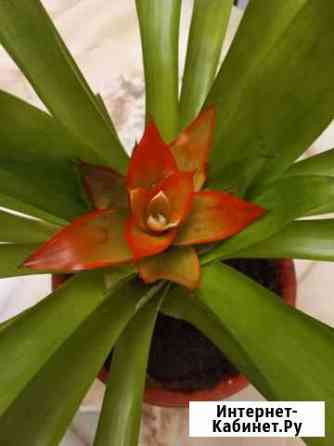 Гузмания Волгоград