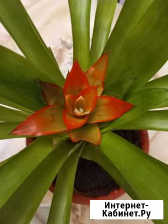 Гузмания Волгоград - изображение 1