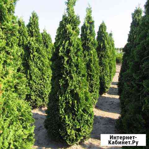 Туи Оптом 223см Москва