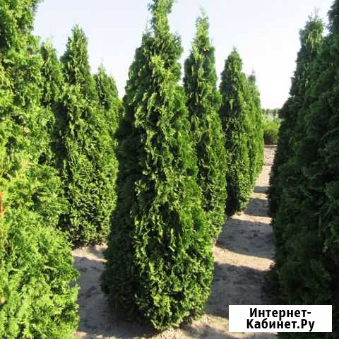 Туи Оптом 223см Москва - изображение 1