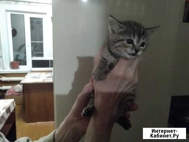 Кошки Кинешма - изображение 1