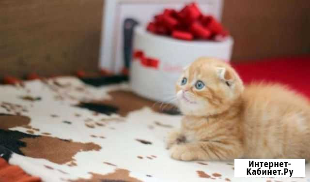 Шотландские прямоухие котята Киреевск - изображение 1