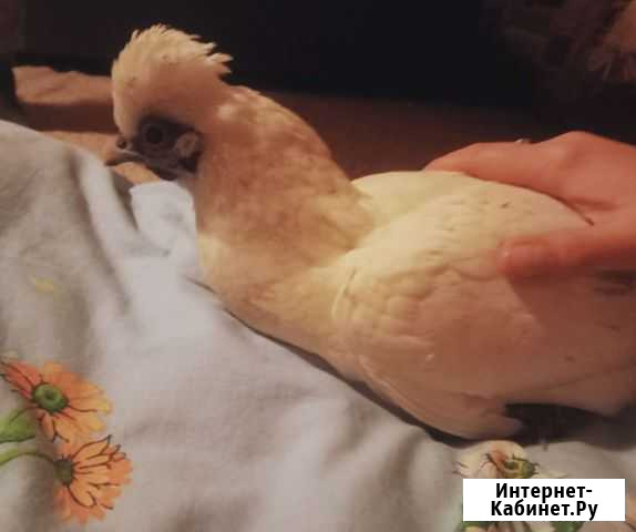Курочки декоративные Белгород - изображение 1