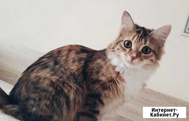 Кошка Рязань - изображение 1