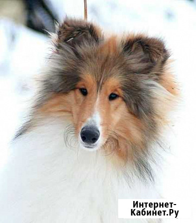Колли мальчик Пермь - изображение 1
