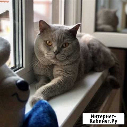 Вязка с Британцем Лесколово - изображение 1