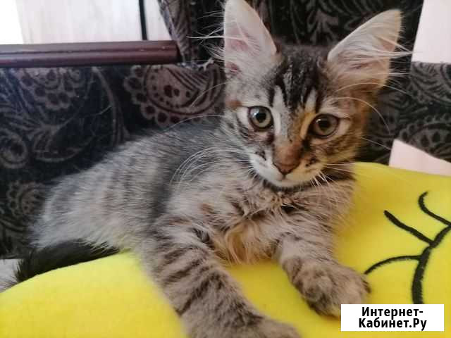 Котёнок девочка Анапа - изображение 1