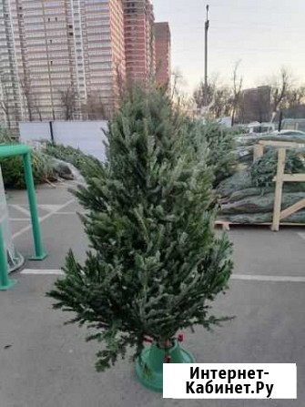 Пихты Томск - изображение 1