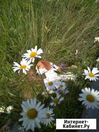 Ищем невесту Санкт-Петербург