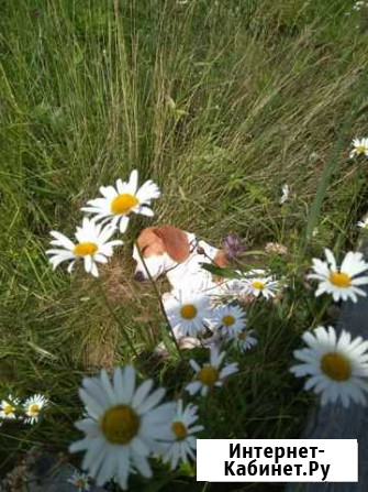 Ищем невесту Санкт-Петербург - изображение 1