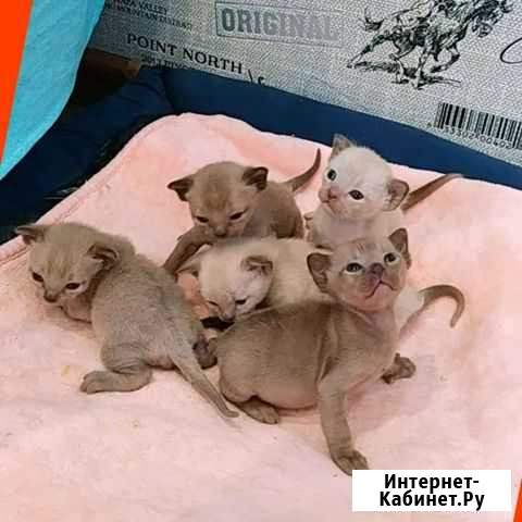 Бурманские котята Екатеринбург - изображение 1