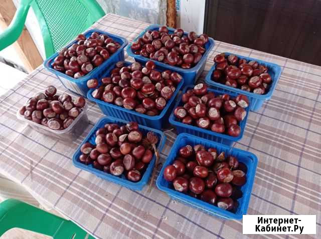 Плоды каштана Рыбинск - изображение 1