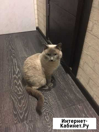 Котик вязка Домодедово - изображение 1