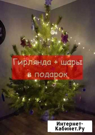 Елка живая (сосна) Хабаровск - изображение 1
