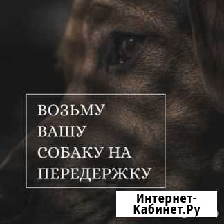 Передержка собак Петропавловск-Камчатский - изображение 1