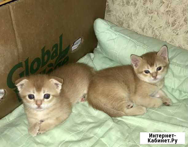 Рыжий котенок в добрые руки Воронеж - изображение 1