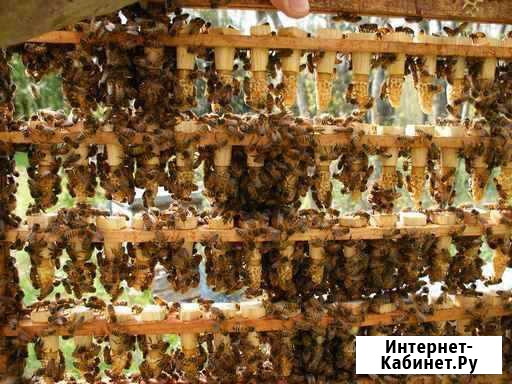 Пчеломатки карпатка, карника, бакфаст, Итальянка Острогожск - изображение 1