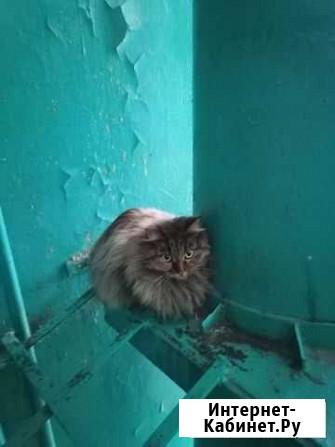 Кошка в добрые руки бесплатно Липецк - изображение 1