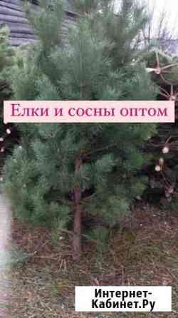 Новогодняя живая ёлка, ель, сосна розница Красногорск