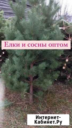 Новогодняя живая ёлка, ель, сосна розница Красногорск - изображение 1