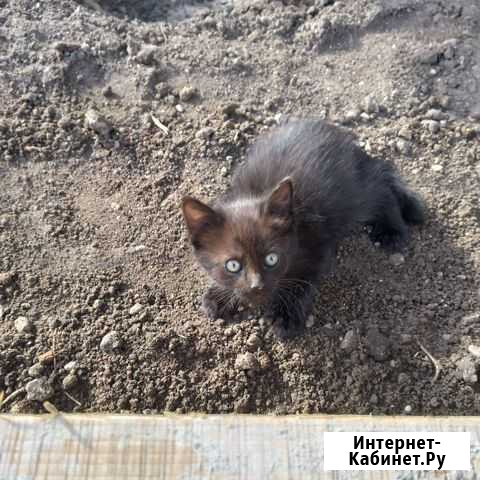 Осталась чёрная кошечка подросток ловит мышей в до Белгород - изображение 1