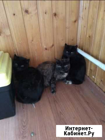 Котята бездомные Казань - изображение 1