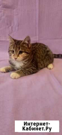 Котенок Саратов - изображение 1