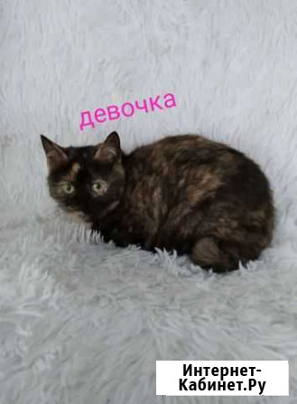 Котенок девочка Дубна - изображение 1