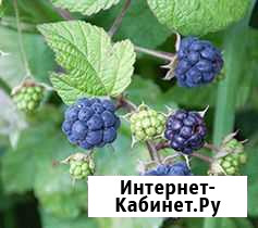 Выборг Ежевика Выборг - изображение 1