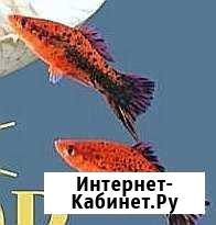 Меченосцы тигровые и другие Загорянский - изображение 1