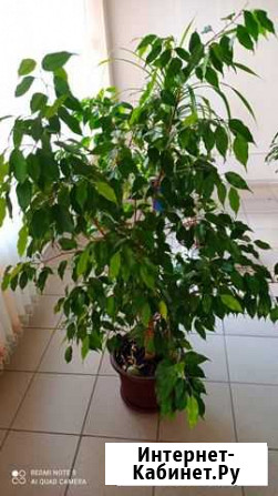 Продам фикус Бенджамина Красноярск - изображение 1