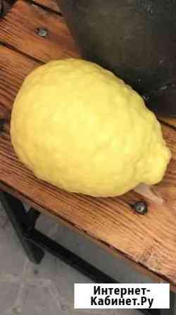 Цитрон большой лимон Волгоград