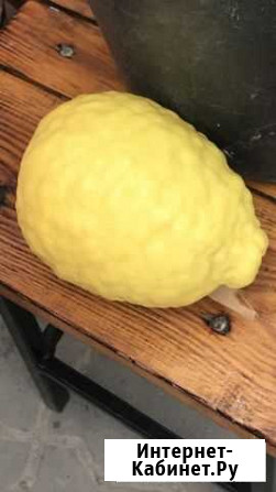 Цитрон большой лимон Волгоград - изображение 1