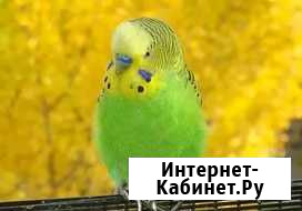 Волнистики возможна доставка Новосибирск - изображение 1