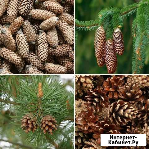 Красивые шишки на выбор Самара - изображение 1