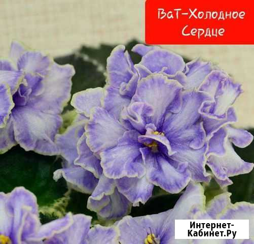 Сортовые фиалки Барнаул - изображение 1