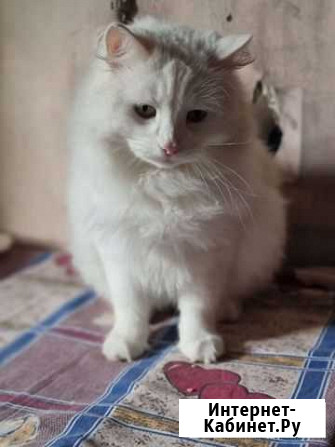 Котята в добрые руки Краснодар - изображение 1
