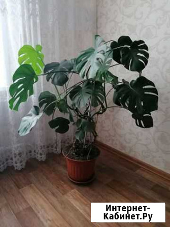 Монстера Нижнекамск - изображение 1