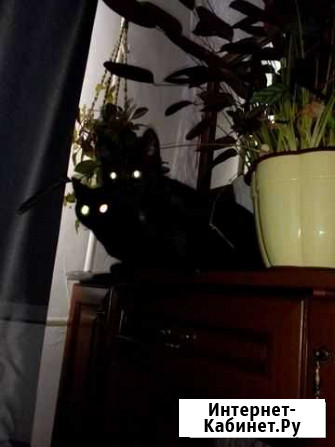 Котик Стерлитамак - изображение 1