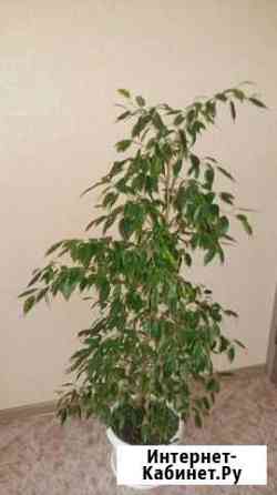 Фикус Воронеж